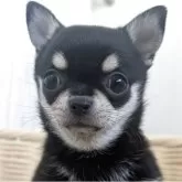 チワワ(ロング)