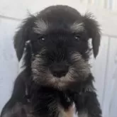 ミニチュアシュナウザー【岐阜県・女の子・2024年11月7日・ブラック&シルバー】の写真10