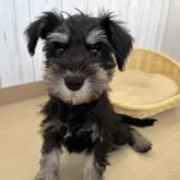 ミニチュアシュナウザー【岐阜県・女の子・2024年11月7日・ブラック&シルバー】の写真4