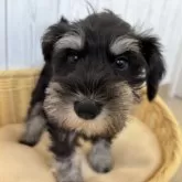 ミニチュアシュナウザー【岐阜県・女の子・2024年11月7日・ブラック&シルバー】の写真5