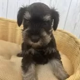 ミニチュアシュナウザー【岐阜県・女の子・2024年11月7日・ブラック&シルバー】の写真14