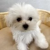 マルチーズ【岐阜県・女の子・2025年2月19日・ホワイト】の写真12