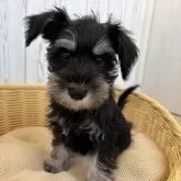ミニチュアシュナウザー【岐阜県・女の子・2024年11月7日・ブラック&シルバー】の写真7