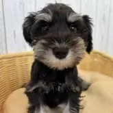 ミニチュアシュナウザー【岐阜県・女の子・2024年11月7日・ブラック&シルバー】の写真8