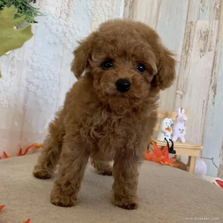 ID:2209-05051の子犬