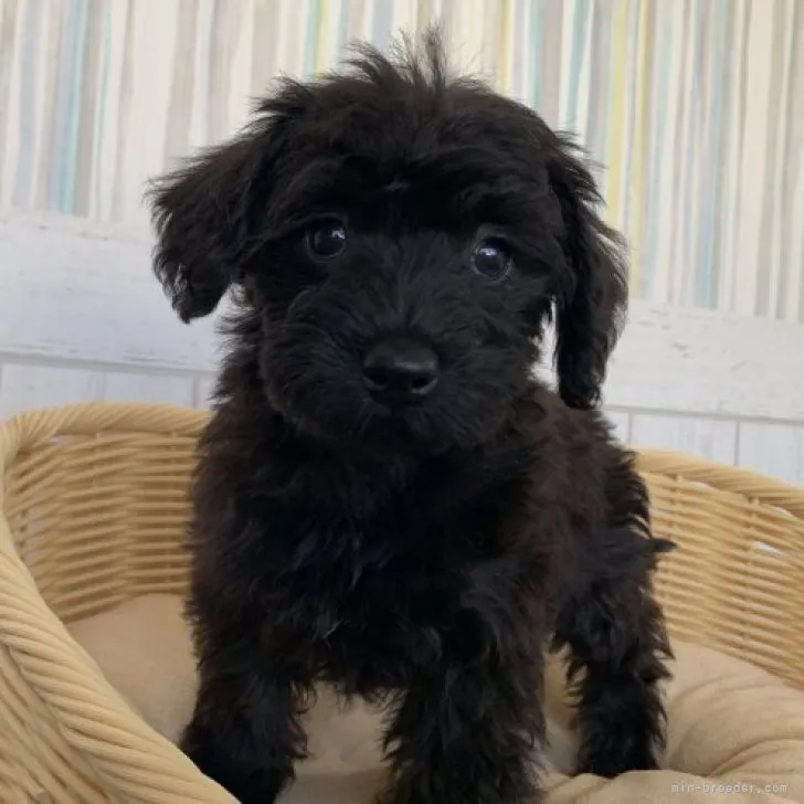 ID:2303-03410の子犬