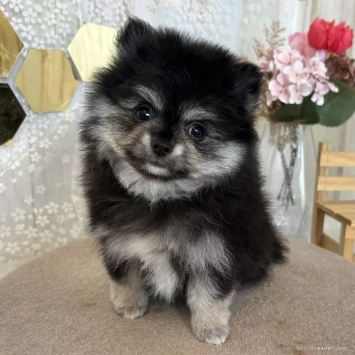 ID:2403-04135の子犬