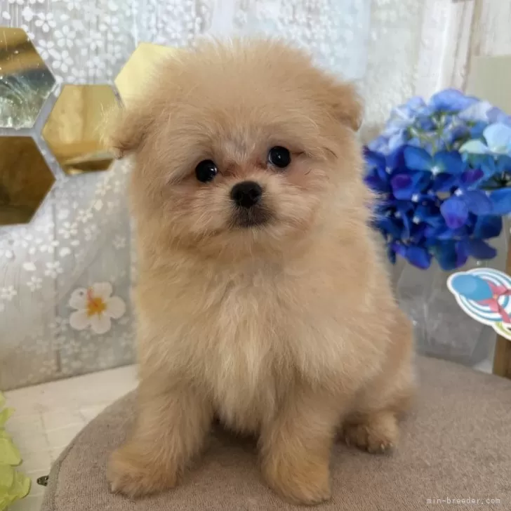 ID:2406-04538の子犬