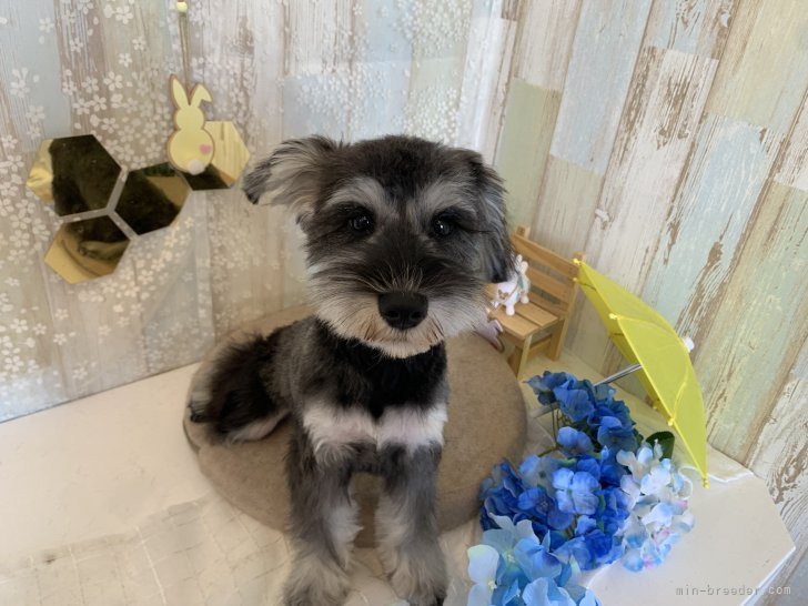 ミニチュアシュナウザー【・女の子・2022年11月26日・ソルト&amp;ペッパー】