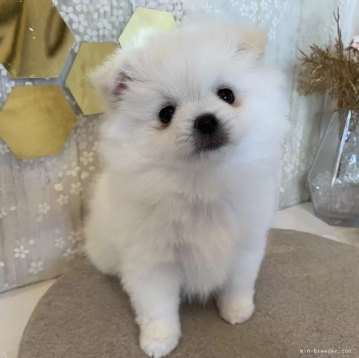 ID：2402-02958の子犬