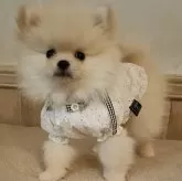 ポメラニアン