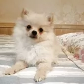 ポメラニアン