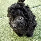 トイプードル(トイ)【群馬県・女の子・2025年9月16日・グレー】の写真11