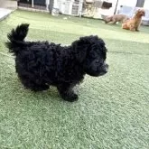 トイプードル(トイ)【群馬県・女の子・2025年9月16日・グレー】の写真13