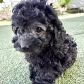 トイプードル(トイ)【群馬県・女の子・2025年9月16日・グレー】の写真12