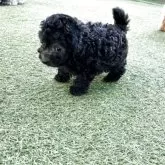 トイプードル(トイ)【群馬県・女の子・2025年9月16日・グレー】の写真2