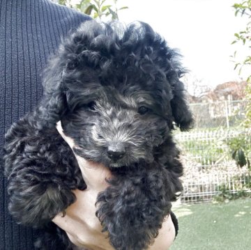 トイプードル(トイ)【群馬県・女の子・2025年9月16日・グレー】の写真「可愛いお顔の女の子」