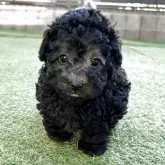 トイプードル(トイ)