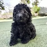 トイプードル(トイ)【群馬県・女の子・2025年9月16日・グレー】の写真14