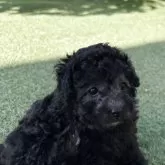 トイプードル(トイ)【群馬県・女の子・2025年9月16日・グレー】の写真10