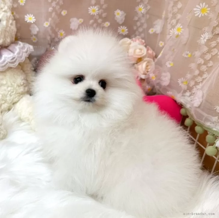 ID:2412-06216の子犬