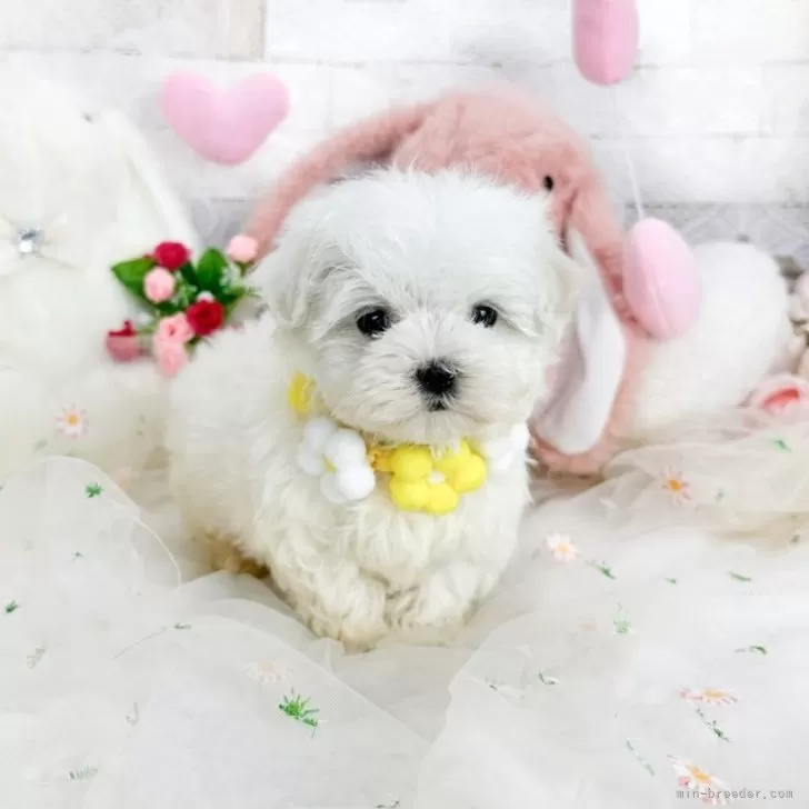 マルチーズ【滋賀県・女の子・2025年12月8日・ホワイト】の写真1