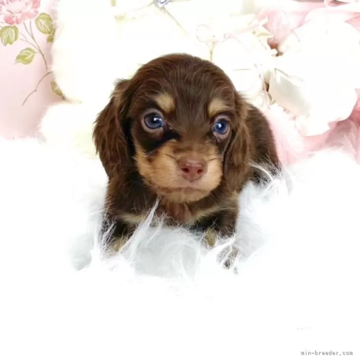 M.S 様のお迎えした子犬