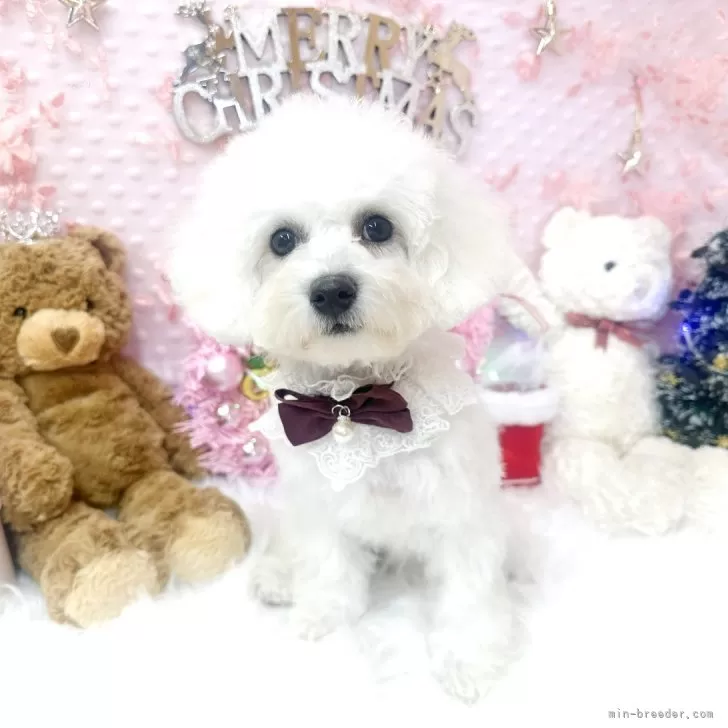 ID：2411-04513の子犬