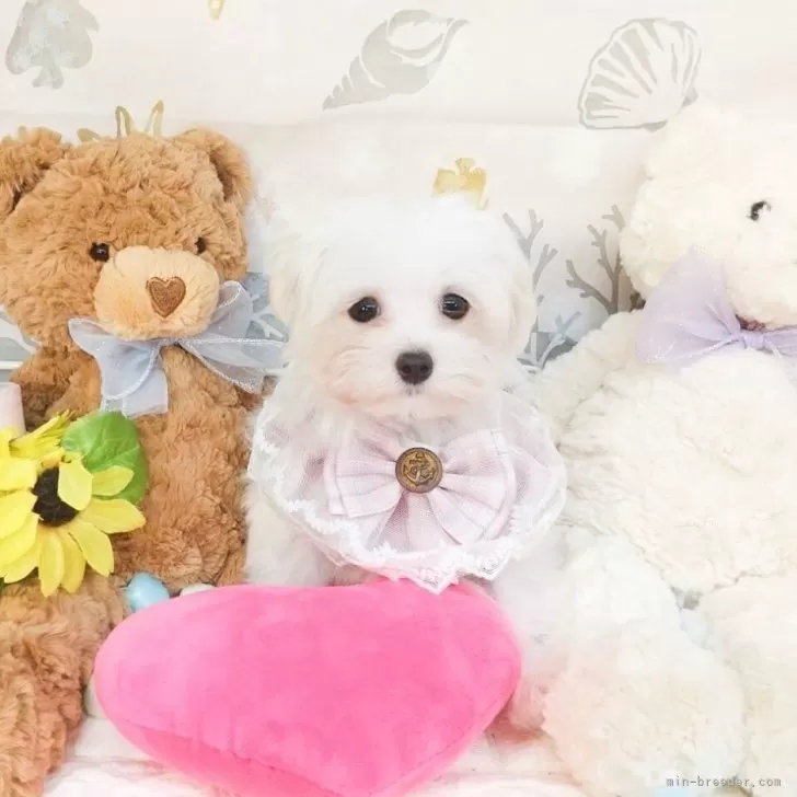 ID：2506-02958の子犬