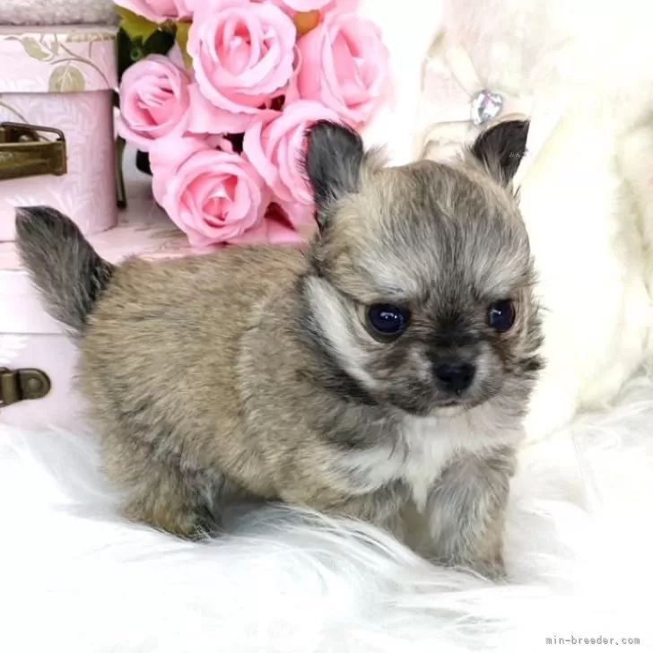 ID：2412-03860の子犬