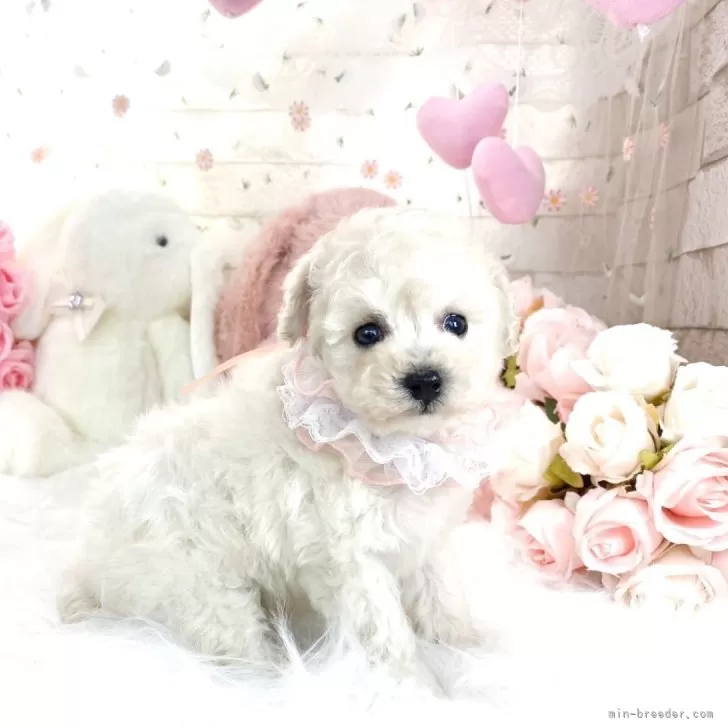 ID:2412-06208の子犬