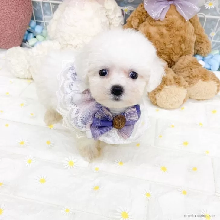 ID:2508-04622の子犬