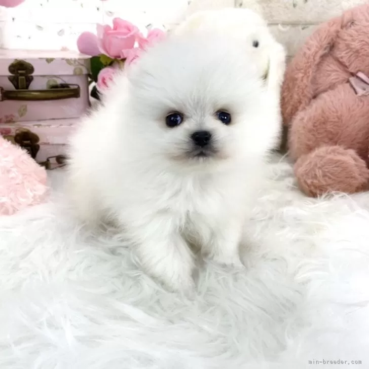 ID:2412-06213の子犬