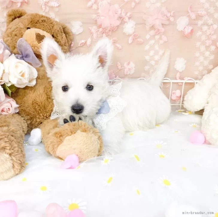 ID：2509-07594の子犬