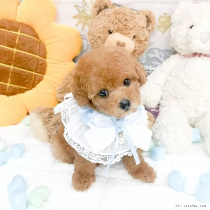 ID：2507-01830の子犬