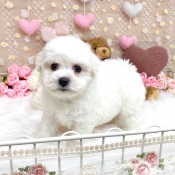 ビションフリーゼ【滋賀県・男の子・2025年1月9日・ホワイト】の写真「おっとり可愛い男の子🩷」