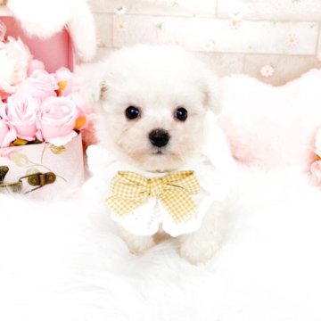 ビションフリーゼ【滋賀県・男の子・2025年7月24日・ホワイト】の写真「とっても可愛い男の子」