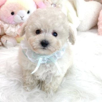 トイプードル(ティーカップ)【滋賀県・男の子・2025年3月3日・ホワイト】の写真「とっても可愛い男の子⭐️」