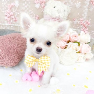 チワワ(ロング)【滋賀県・男の子・2025年7月3日・クリームアンドホワイト】の写真「とっても可愛い男の子🩵」