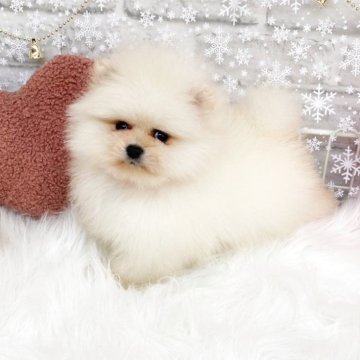 ポメラニアン【滋賀県・女の子・2025年10月30日・ホワイト】の写真「モコモコ最高の毛吹きの女の子✨🌷✨」