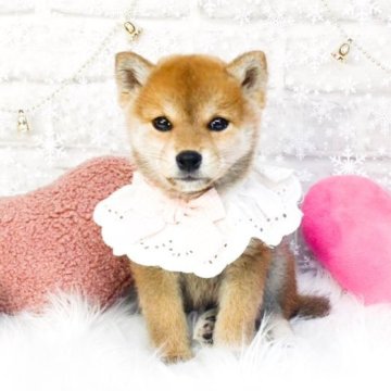 柴犬(標準サイズ)【滋賀県・女の子・2025年9月15日・赤】の写真「おっても美人な女の子」