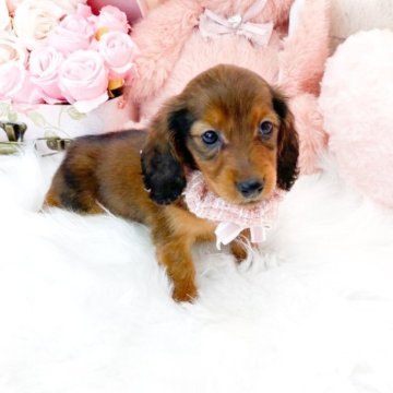 ミニチュアダックスフンド(ロング)【滋賀県・女の子・2025年7月27日・レッド】の写真「とってもcuteな女の子🌻」