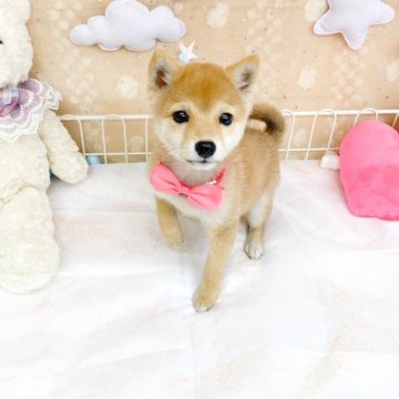 豆柴【滋賀県・女の子・2025年7月7日・赤】の写真「とっても小さな女の子🎀」