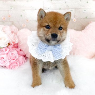 柴犬(標準サイズ)【滋賀県・男の子・2025年7月19日・赤】の写真「整ったお顔のイケメンBOY🩵」
