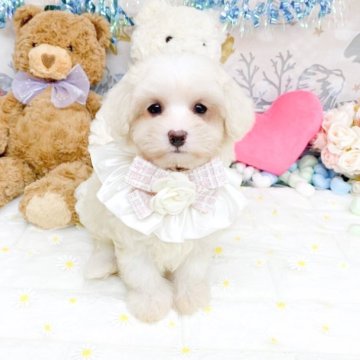 マルプー(マルチーズ×トイプードル)【滋賀県・女の子・2025年6月24日・クリーム】の写真「とってもcuteな女の子🐶💕」