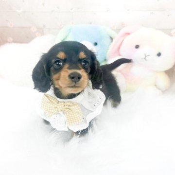 ミニチュアダックスフンド(ロング)【滋賀県・男の子・2025年5月16日・ブラックタン】の写真「とっても穏やかな男の子☀️」