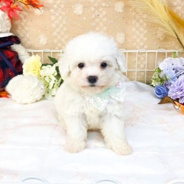 ビションフリーゼ【滋賀県・男の子・2025年9月17日・ホワイト】の写真「おっとり可愛い男の子🍀」