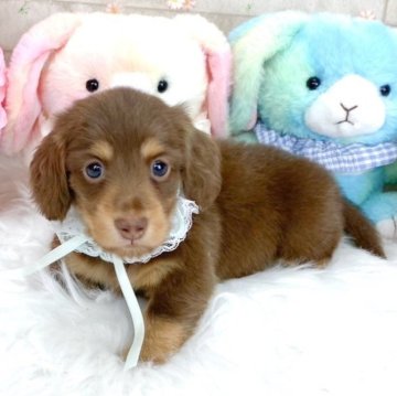 ミニチュアダックスフンド(ロング)【滋賀県・男の子・2025年3月1日・チョコクリーム】の写真「キリッとしたお顔のイケメンBOY✨」