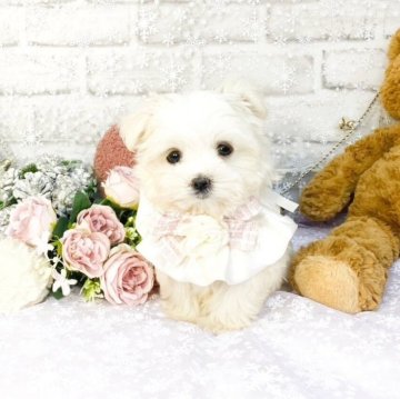 マルチーズ【滋賀県・女の子・2025年9月16日・ホワイト】の写真「人懐こい可愛い女の子🌸」