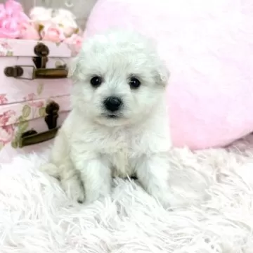 価格の安いビションフリーゼ♀ / ペットショップ【かねだい】